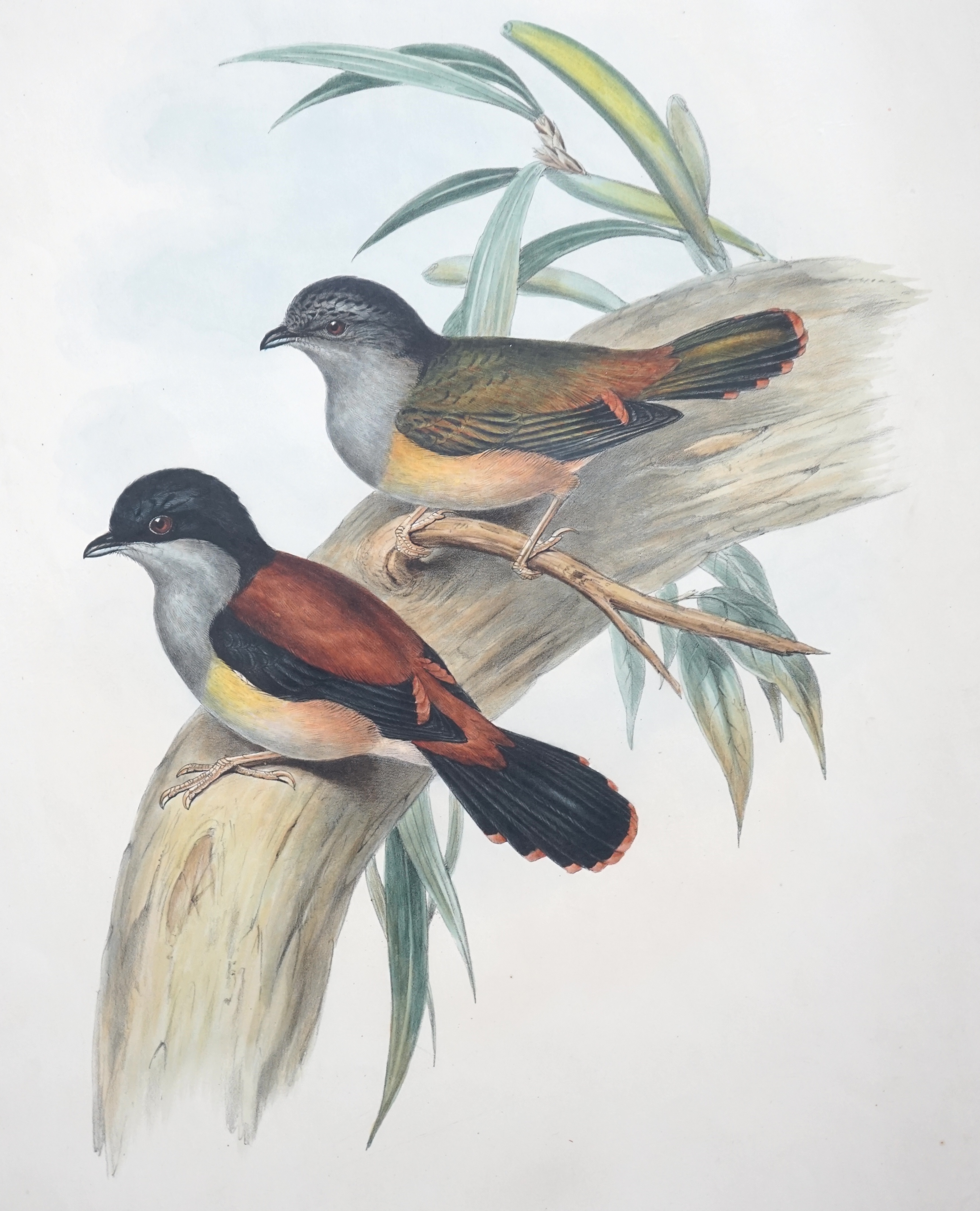 Walter & Cohn after Wolf and Richter (John Gould), 24 hand coloured lithographs from Gould's Birds of Great Britain, lithographs with hand-colouring on wove paper, 55 x 36cm, unframed and unmounted